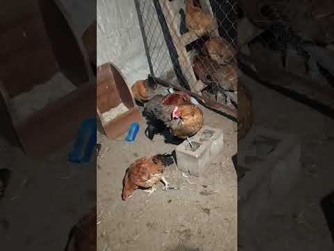 Видео: Жумыртка тугысу кенестери