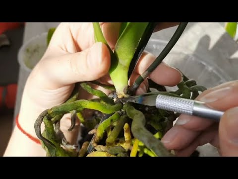 Видео: Новая орхидея Пиниф. Пересадка,  гниль на орхидее зачистка шеи орхидеи орхидея без субстрата