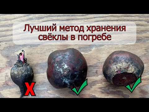 Видео: Лучший метод хранения свёклы в погребе(подробная инструкция)