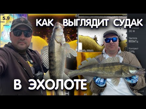 Видео: КАК НАЙТИ СУДАКА на ОКЕ! РАЗБОР скринов с ЭХОЛОТА LOWRANCE HDS LIVE