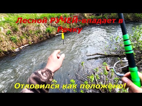Видео: Рыбалка-Ручей Лесной впадает в РЕКУ/Майский ЖОР.