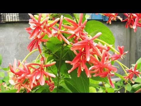 Видео: Самые душистые комнатные цветы  Комбретум