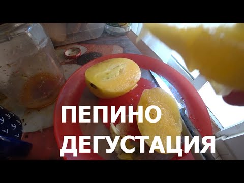 Видео: 🇹🇷 ТУРЦИЯ Пепино Что это Дегустация экзотики Pepino Дынная груша