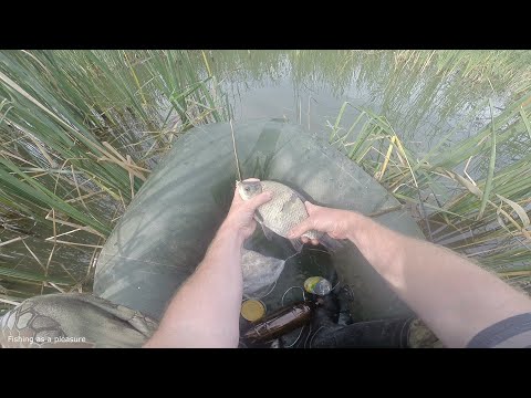 Видео: Крупный карась на озере в камышах.