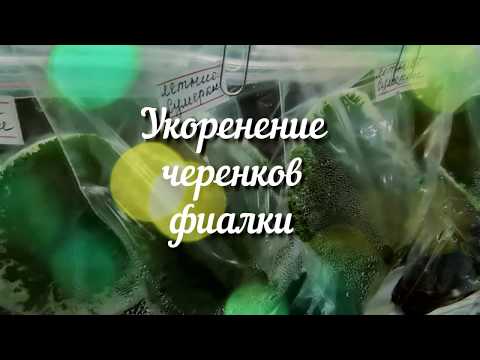 Видео: Укоренение черенков