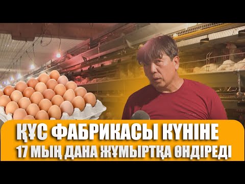 Видео: Құс фабрикасы күніне 17 мың дана жұмыртқа өндіреді
