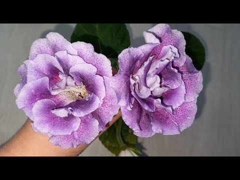 Видео: Глоксинии и Фиалки, которые цветут в декабре и почему Глоксинии цветут зимой