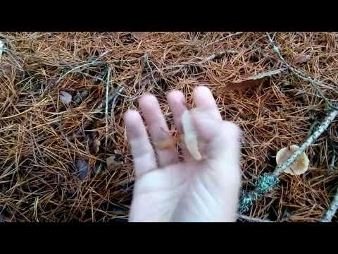 Видео: Какие грибы растут в конце ноября. Гигрофор,рядовки,коллибии.