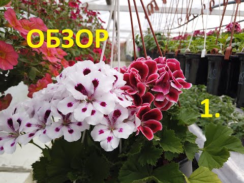 Видео: Обзор Цветов. Пеларгония, Ромашка, Гвоздика и др. на 31 марта.