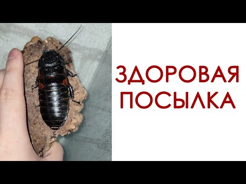 Видео: КУЧА НОВЫХ ЖИВОТНЫХ [Распаковка ЗДОРОВЕННОЙ посылки]