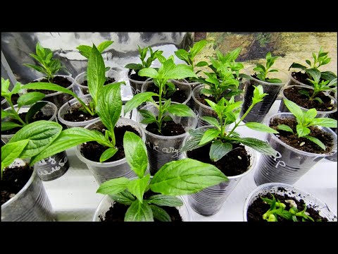 Видео: Подкормки укорененных черенков метельчатой гортензии 🌿🌿