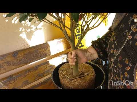 Видео: 13 НОЯБРЬ  КАМЕЛИЯ ГУЛИМНИ ЭКДИМ🌹🪴⚘️🌷🌹🪴⚘️🌷🌸🌺🌾🌼🌳🪻💐