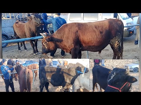 Видео: ХОРАЗМ ШОВОТ ЧОКЛИ МОЛ БОЗОРИ НАРХЛАРИ 24.10.2025#нархлари #хоразм #хоразмбозор #rek 