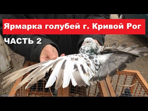 Видео: Ярмарка голубей г. Кривой Рог 27.01.2024. Ч.2