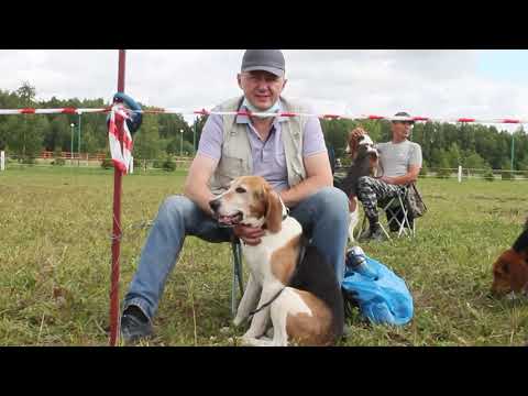 Видео: Выставка  гончих  "Мемориал Р.И.Шияна" - Эстонские гончие + обзор + интервью