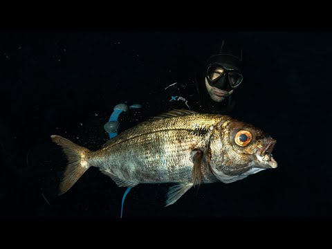 Видео: Мой САМЫЙ РЕДКИЙ улов! ГЛУБОКОВОДНАЯ рыба, а мои корни в подводной охоте — на Азорских островах!