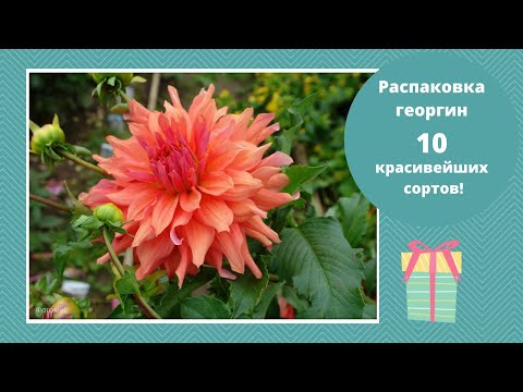 Видео: Георгины распаковка и обзор  2021