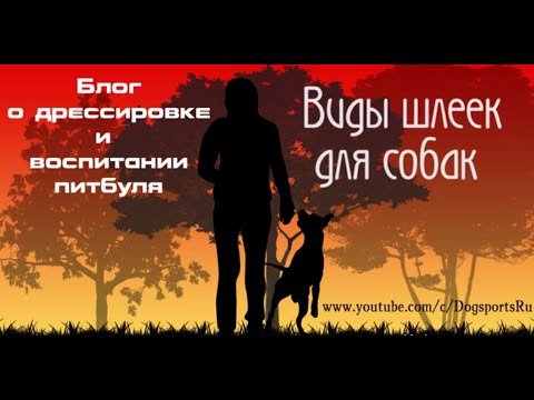 Видео: Шлейки для собак | питбуль | амстафф