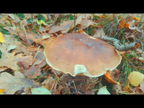 Видео: Рыбалка по - тихому)