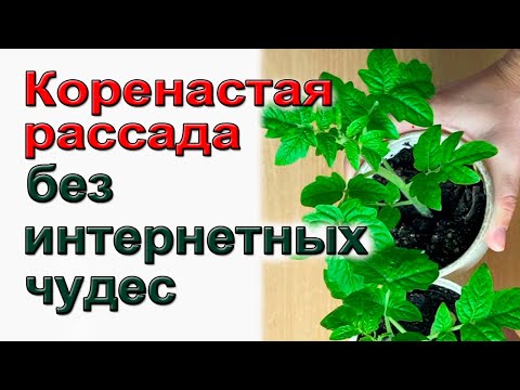 Видео: Толстая, коренастая  рассада томатов без интернетных чудес.