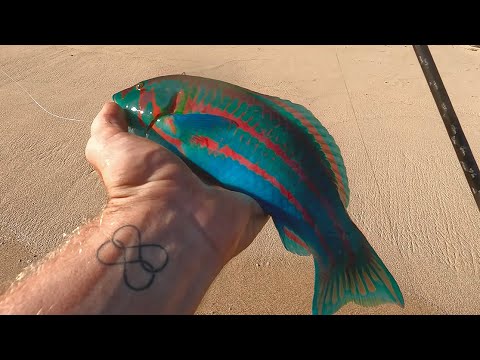 Видео: Ловлю самую красивую рыбу в мире┃Рыбалка со спиннингом на Бали