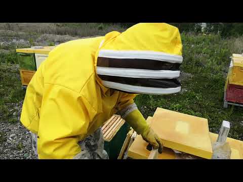 Видео: Как отстроить много вощины? Полезно начинающим пчеловодам.