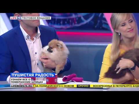 Видео: Пушистая радость: все о померанских шпицах