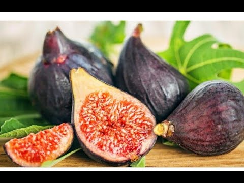 Видео: ИНЖИР.Кордонная формировка перед укрытием на зиму.