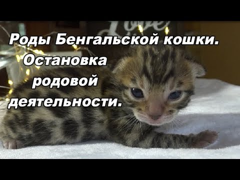 Видео: Роды бенгальской кошки. Подготовка к родам.  Остановка родовой деятельности.