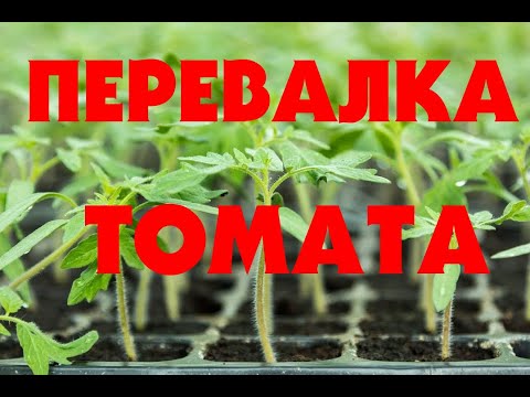 Видео: ПЕРЕВАЛКА ТОМАТА