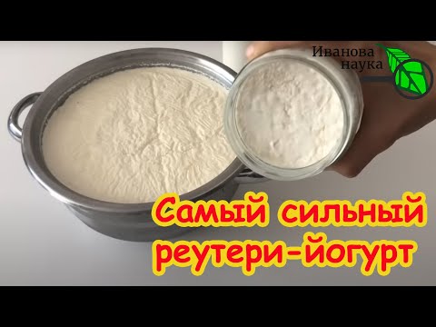 Видео: ЛАКТОБАКТЕРИЯ МОЛОДОСТИ БЕЗ ДРОЖЖЕЙ и ИНУЛИНА: готовим реутери по-новому. Она способна и на такое!