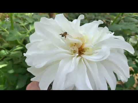 Видео:   ПЕРЛОВКА  😊👍🏻🍅🥕🫑🌶️🧄