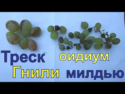 Видео: От каких сортов винограда буду отказываться.