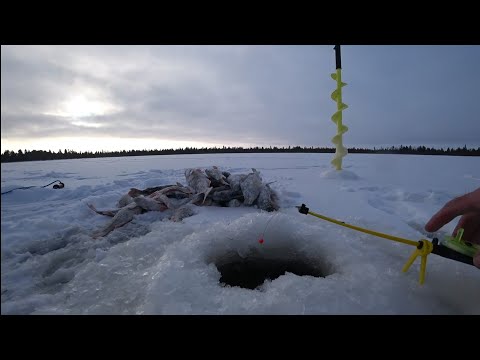 Видео: ПЕРВЫЙ ЛЕД 2023-2024.! Наловили целую кучу окуней.!! ДОЛБИТ НА КАЖДОМ ЗАБРОСЕ И С КАЖДОЙ ЛУНКИ.!!