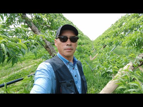 Видео: #Фруктовый сад.#Южная Корея.#Персики.