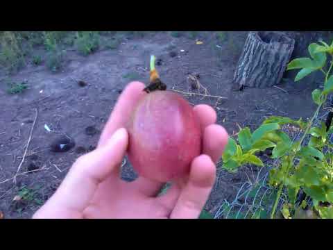 Видео: Начали созревать плоды на пассифлоре съедобной, сорт Роланд.