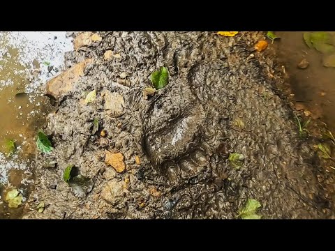 Видео: Поход Тургояк - Таганай часть 1 "По следам медведя"