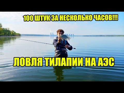 Видео: РЫБАЛКА на АЭС! | Таких РЫБ Я ещё НЕ ЛОВИЛ! | ТИЛАПИЯ на МИКРОДЖИГ
