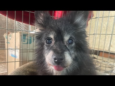 Видео: Просто день, просто собаки, просто життя 🐾