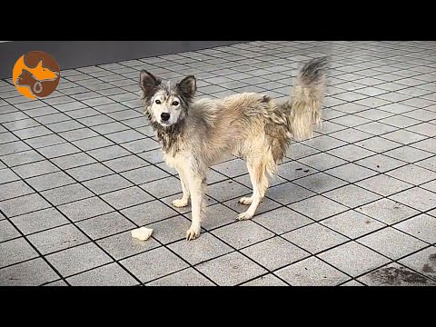 Видео: Я пыталась приютить этого бездомного пса, но он ужасно боялся машины