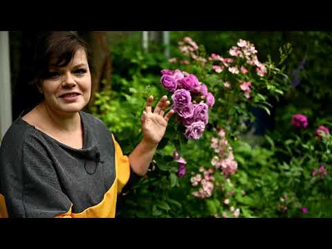 Видео: Розы необычных цветов у меня в саду / Обживаю альпийскую горку / Влог 12 07