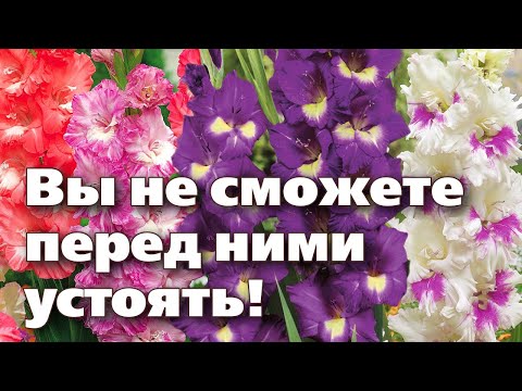 Видео: 10 ОЧЕНЬ КРАСИВЫХ СОРТОВ ГЛАДИОЛУСОВ