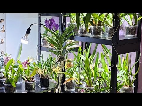 Видео: Цветение моих орхидей в феврале 2025 года #orchid #orquideas #орхидеи #orchidee #orchidworld #цветы