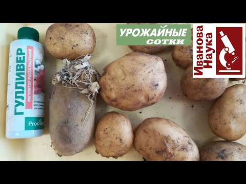 Видео: 2 урожая картофеля - это реально! ИМЕННО ТАК можно получить второй урожай молодого картофеля.