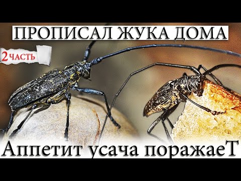 Видео: ✅ СОСНОВЫЙ УСАЧ В ДОМАШНИХ УСЛОВИЯХ. КУШАЕТ, ГУЛЯЕТ И ПЬЕТ, НИКУДА НЕ УЙДЕТ.