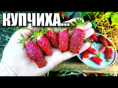 Видео: Земклуника: КУПЧИХА и СТУДЕНЧЕСКАЯ/ Обзор/ Отзыв/ Супер ягода/ #деревня #земклуникакупчиха #лето