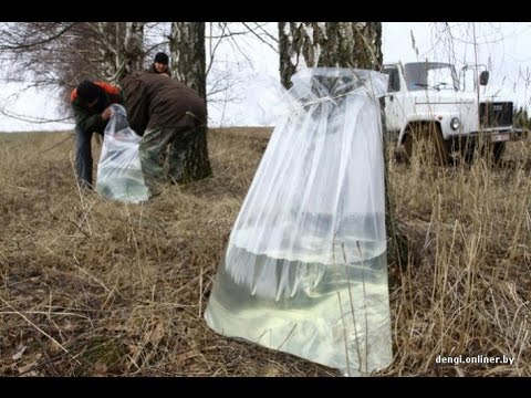 Видео: как собирать БЕРЕЗОВЫЙ СОК БЕЗ БАНОК !!!