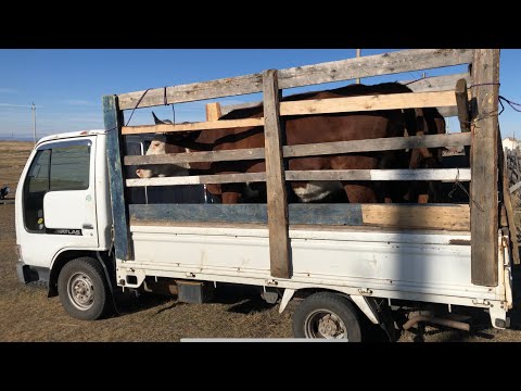 Видео: Привезли коров с выпасов .