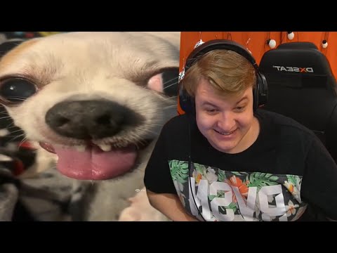 Видео: ПЯТЁРКА УМИРАЕТ ОТ СМЕХА ИЗ-ЗА СМЕШНОЙ ПОДБОРКИ ТИК ТОК