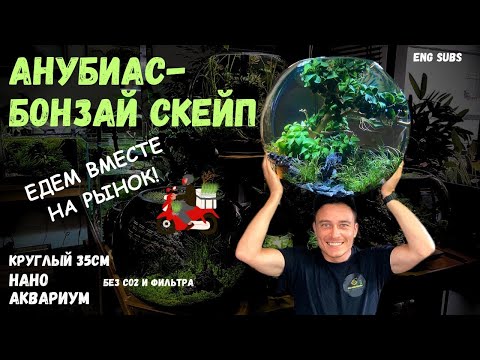 Видео: АНУБИАС-БОНЗАЙ НАНО АКВАРИУМ | BONSAI-ANUBIAS NANO BOWL AQUARIUM | TUTORIAL